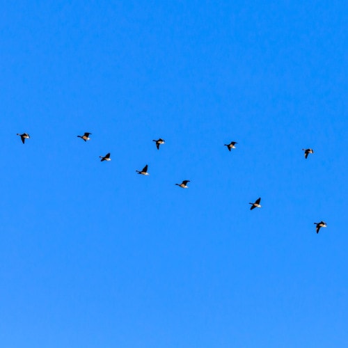 Pink footed geese flying in a v-formation in a bright blue sky