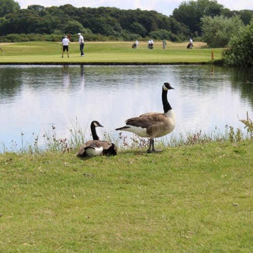 Heacham Manor Golf Course Canadian Geese