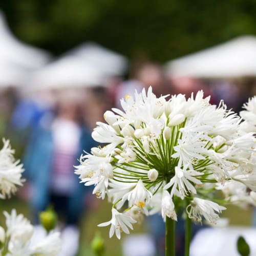White flowers in a flower show